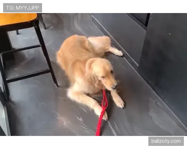 拉菲尼亚家的狗吃的都比我工资高