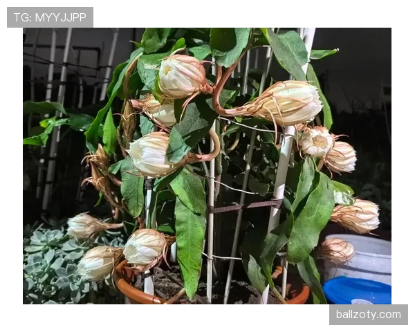 巴尔科拉的持续表现力与成长上限：是昙花一现还是未来可期？